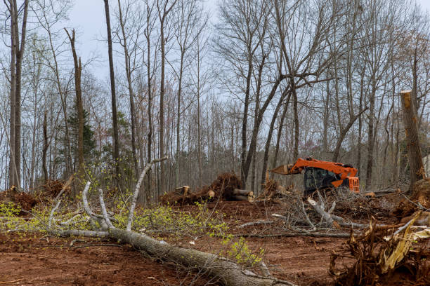 Trusted Chesapeake, OH Tree Removal Services Experts