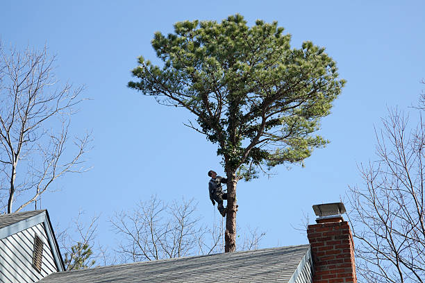 How Our Tree Care Process Works  in  Chesapeake, OH